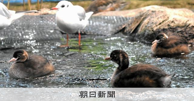 滋賀県鳥カイツブリの人工育雛に初成功 県立琵琶湖博物館 3羽公開