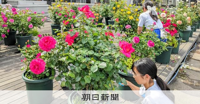 自家製堆肥でバラ120本、全国コンで大賞受賞 埼玉県の小針北小 [埼玉県