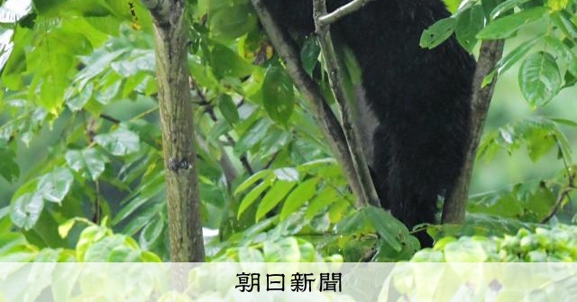 秋田で開催の駅伝大会、クマ出没影響で出場辞退 監督「安全を考慮」