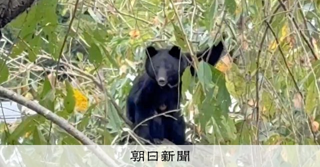 クマによる死傷者、過去最多を上回るペース　すでに被害は200人超 [相次ぐクマ被害]：朝日新聞