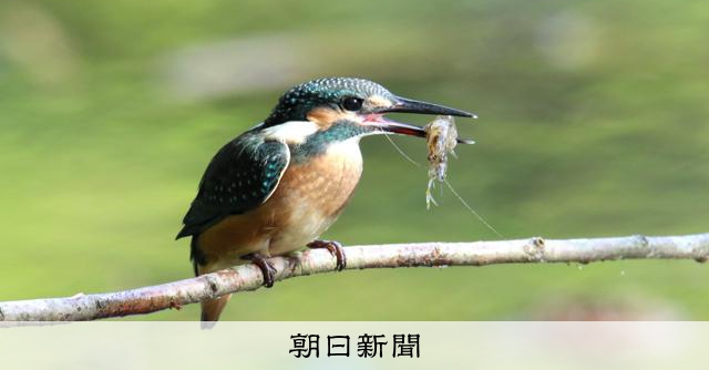 「鳥部」の丹波新聞記者が野鳥の写真集「いつも、いつまでも。」出版