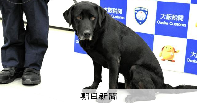 麻薬探知犬が関西空港でお手柄、乗客荷物に隠された液状大麻を発見