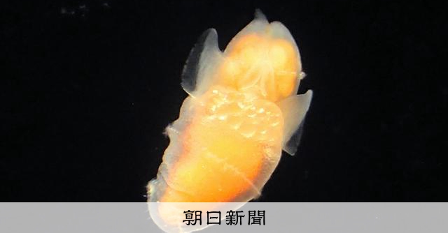 謎のクリオネ、新種「ジャポニカ」と命名 流氷の天使が日本海で進化：朝日新聞