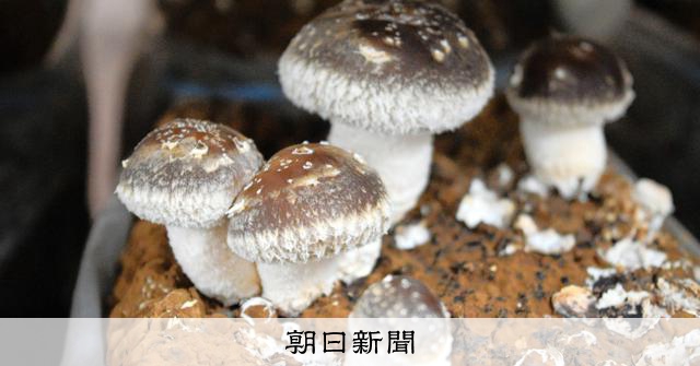 手間かかるけど、可愛い」肉厚シイタケで新規就農 農福連携めざす
