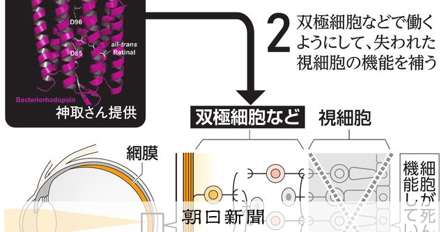 扉）光遺伝学、視覚再生へ進む治験 狙った細胞を操作、脳への実用化に