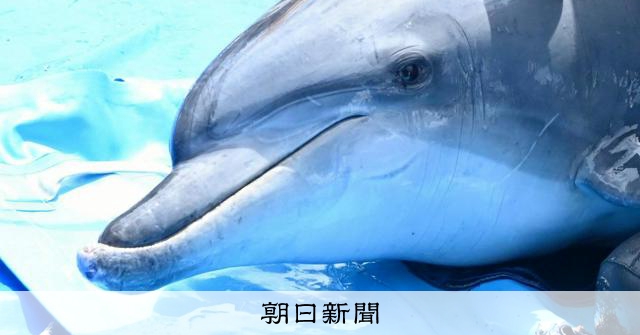 人に近づくイルカ、他にも複数 かみつき個体と別 福井県が注意喚起