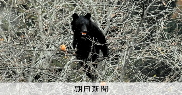 思い出の柿の木、クマ対策で切るべきなのか 被害続出、苦悩する住民