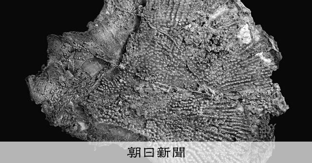 謎の化石、白亜紀の「チョウザメ」だった 東アジア初、北海道で発見