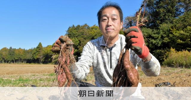 食糧難救ったサツマイモは「まずい」? 幻の品種の栽培現場を訪ねた