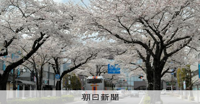 日立製作所社長が創業地で植樹式、オオシマザクラに込められた思いは