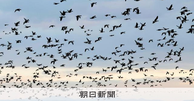 増える越冬マガン20万羽、宮城県に9割 水鳥の世界に明暗も [宮城県