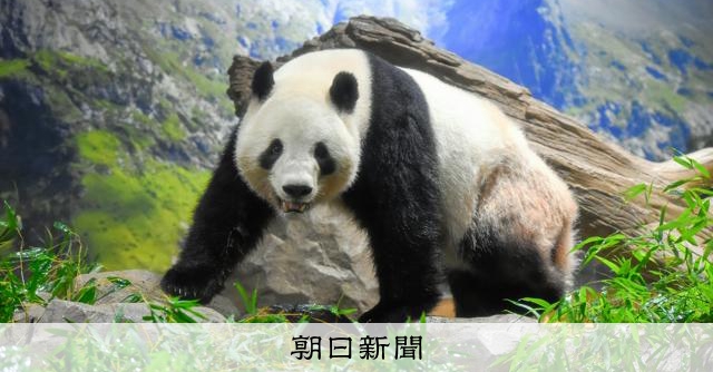 中国のパンダ外交、日本へ新たな貸与は不透明 冷え込む関係が影響か