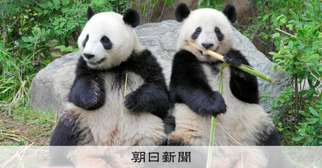 上野の双子パンダ、1月25日が最終観覧　中国への返還を正式発表