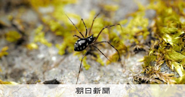 徳島で新種のクモ発見 発見者にちなみ「バンドウヤミサラグモ」命名
