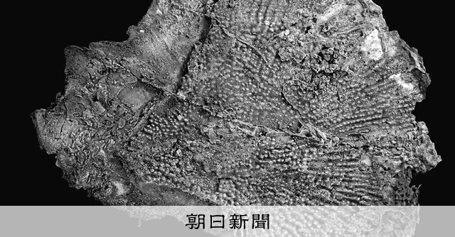 北海道謎の化石、チョウザメだった 東アジア初「後期白亜紀」のもの