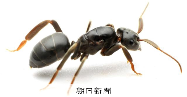 女王アリの巣乗っ取り方法は「母殺し」だった　酔狂な愛好家らが発見 [福岡県]：朝日新聞