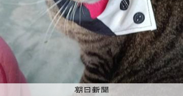 保護猫13匹を衰弱死、虐待容疑の女性に10万円の罰金刑　熊本