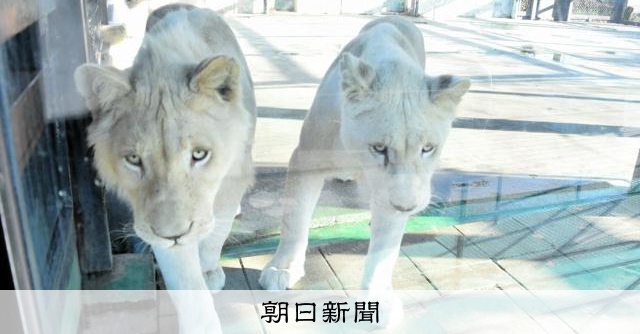 ホワイトライオンの子3頭、南アから兵庫・姫路セントラルパーク到着