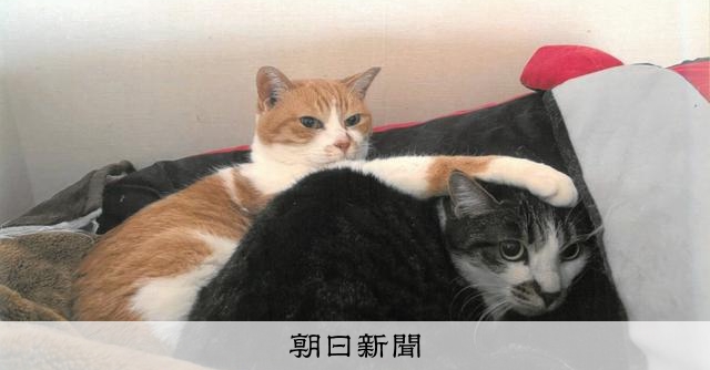 大佛次郎記念館のねこ写真展、1月開催へ
