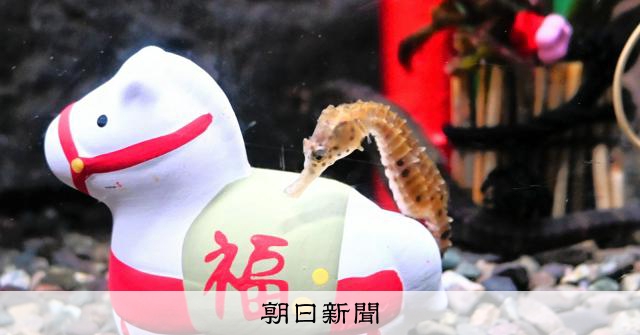 干支にちなんで「海馬」を展示 実はタツノオトシゴ のとじま水族館