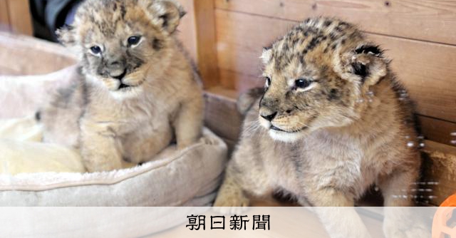 ライオンの赤ちゃん4頭わちゃわちゃ 山口・秋吉台で13年半ぶりに [山口