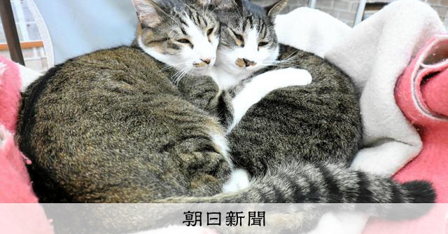 志和口駅の駅長ネコが呼ぶ無人駅めぐり