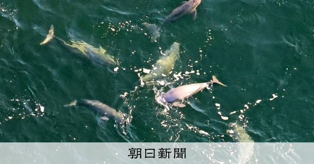 東京湾でスナメリの大群を撮影　調査の「空白地」だった羽田空港の沖：朝日新聞