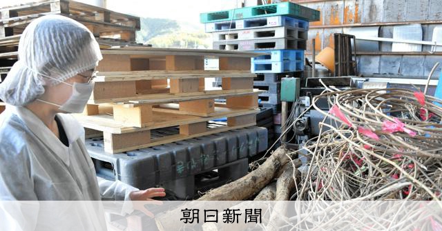 手間暇かける吉野葛、無形民俗文化財へ 復活めざしヨーグルト開発も