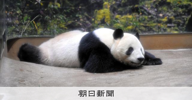 外交に翻弄されるパンダ、都の要請に中国は...SNSでは誘致反対派も