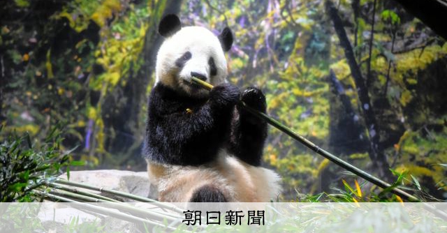 上野動物園の双子パンダ、きょうで見納め　観覧の抽選倍率は20倍超：朝日新聞