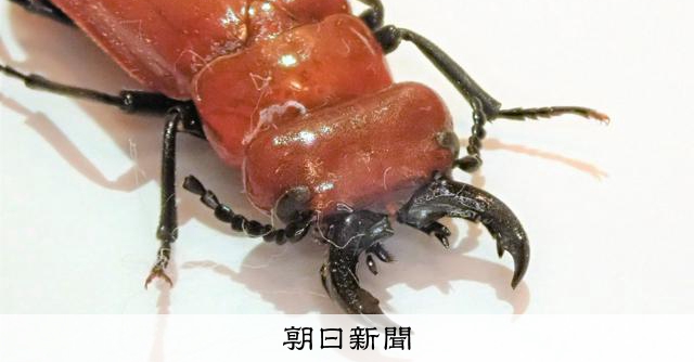 触るな危険！ 見た目は真っ赤なクワガタ、『ヒラズゲンセイ』に注意 