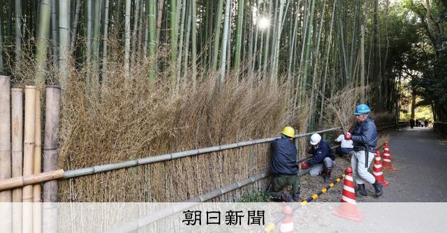 その落書き待った！ 京都・嵐山の「竹林の小径」で竹穂垣の入れ替え