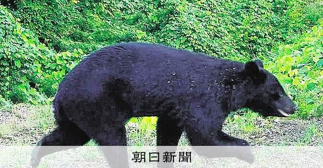 隣の自治体は専門職員やAIカメラ、捕獲強化…　なぜクマ対策に格差