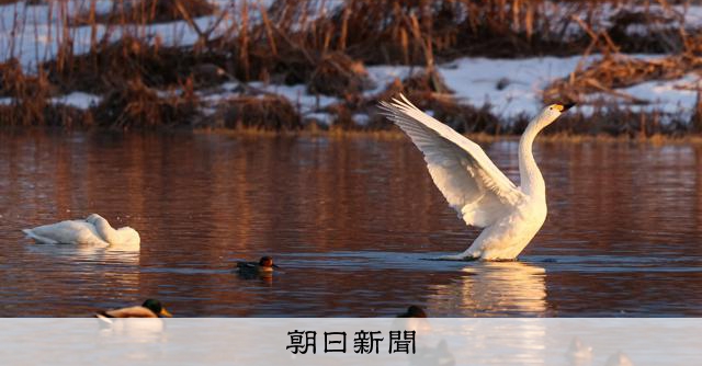 琵琶湖に「冬の使者」訪れる　コハクチョウの越冬シーズン到来