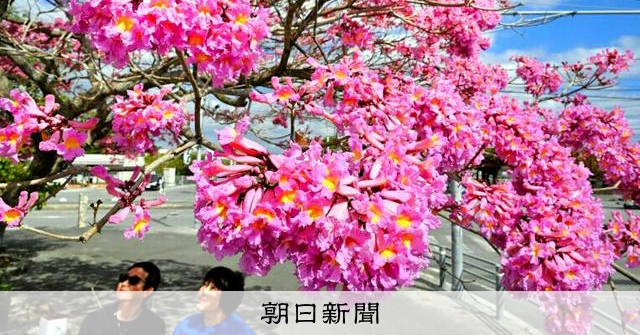 春の始まり「立春」 ピンク色のイペー、鮮やか満開 沖縄・うるま市