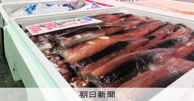 スルメイカの26年度漁獲枠、2.5倍に増枠へ　2月下旬に正式決定