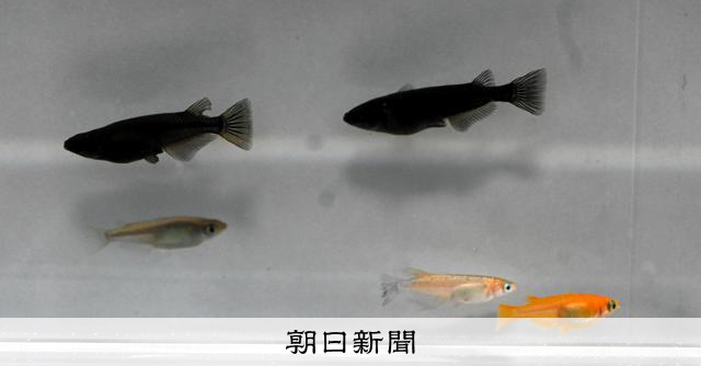 観賞メダカのルーツは関西・瀬戸内？ 広島大など大規模ゲノム解析