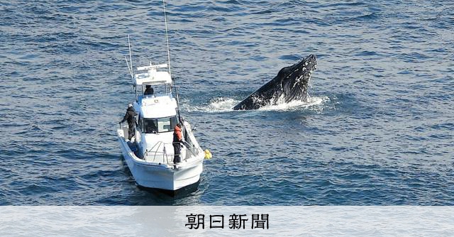 太東崎沖でザトウクジラの目撃が頻発 千葉 [千葉県]：朝日新聞