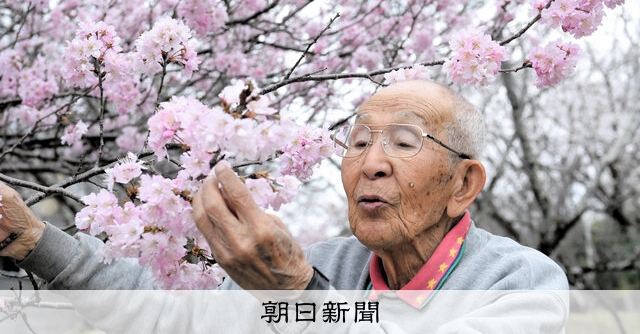京の桜　佐野藤右衛門 惜別）佐野藤右衛門さん 現代の「桜守」、京都・植藤造園の16代目