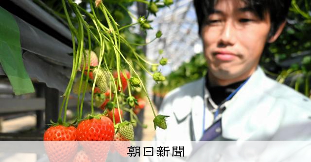 暑さに強いイチゴ「静岡16号」クリスマス期の出荷安定へ新開発 [静岡県