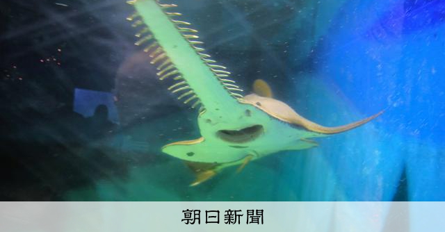 ノコギリエイの吻　約58㎝ AS20260302001529_comm.jpg