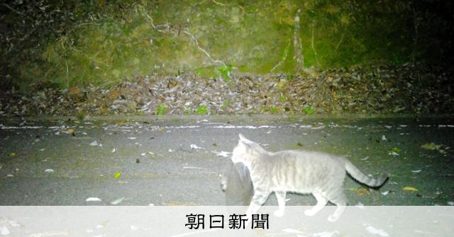 ノネコの総捕獲数772匹 鹿児島・奄美大島、在来種の生息回復傾向 [鹿児島県]：朝日新聞