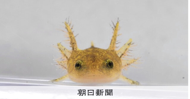ヤマトサンショウウオ初産卵 滋賀・琵琶湖博物館 孵化→上陸展示へ
