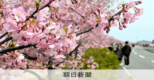 早咲きの河津桜が見頃、家族連れで大にぎわい 香川・東かがわ市 [香川