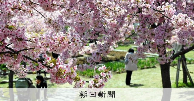 もう春色、早咲きの河津桜見ごろ 神戸・灘の西郷川河口公園 [兵庫県