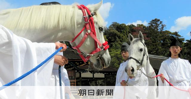 愛された神馬「しんちゃん」引退、次世代にバトン 京都・上賀茂神社