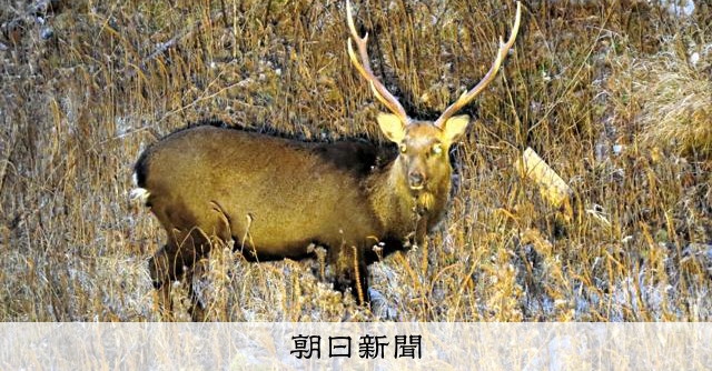 山梨・富士山北麓のニホンジカを調査、捕獲リスクへの行動に性差