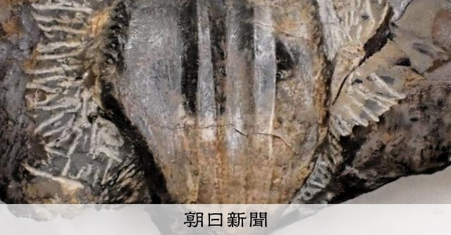 徳島県勝浦町で新たに恐竜の歯の化石2点発掘 徳島県立博物館で展示
