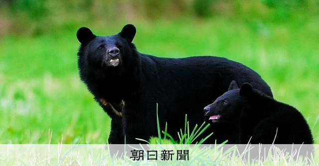 クマは何を食べているの？　草食寄りの雑食、人里の食べ物を学習も
