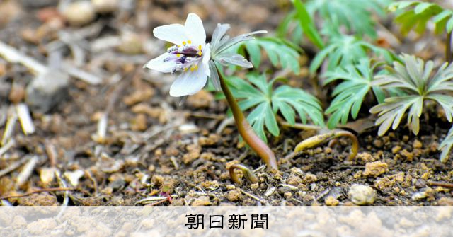 ようやく咲いた1輪のセツブンソウ 向島百花園、貴重な花を次世代へ